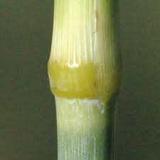 Image result for Panicum kalaharense