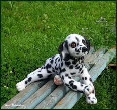 Dog pakistani bully dogs bullterrier bulldog chihuahua chow chow cane corso collie cocker spaniel dachshund dalmatian doberman english mastiff french bulldog french mastiff fox terrier german shepherd golden retriever great dane. Dalmatian Puppy By Irina Kotelnikova Handmade Teddy Bears For Sale On Tedsby