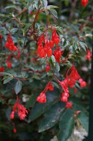 Image result for Begonia fusialata