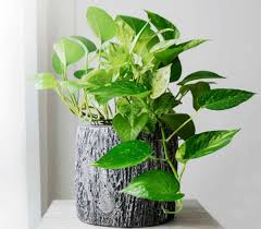 We did not find results for: 14 Houseplants To Make You Enjoy Spending Time In Your Apartment