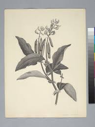 Image result for Crotalaria verrucosa