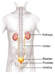 Some common signs of metastatic cancer include: Prostate Cancer Symptoms Diagnosis Treatment Southern Cross Nz