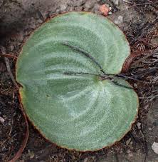 Image result for Eriospermum andongense