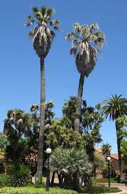 Ufei Selectree Tree Detail Record Washingtonia Filifera Beautiful Tree Fan Palm Washingtonia Robusta