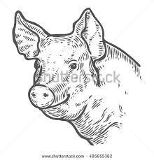 Image Result For Vintage Cow Drawing Face Pig Illustration Cow Drawing Art