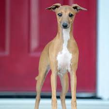 Find italian greyhound puppies and breeders in your area and helpful italian greyhound information. Sugar Valley Farms