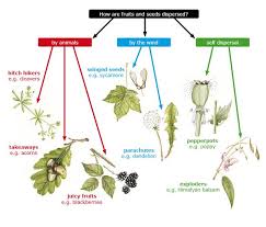 Seed Dispersal Flow Chart Per Capire Come I Semi Si