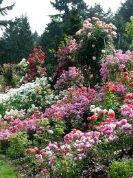 Flower Energy At The Portland Rose Gardens Where The Widest Variety Of Roses Are Grown Rose Garden Akirea Flower Garden Amazing Gardens Beautiful Gardens