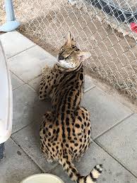 Browse our list of energetic, quality savannahs and take home your kitten today. Camelottaspots Bengal And Savannah Cattery 911 Animal Abuse