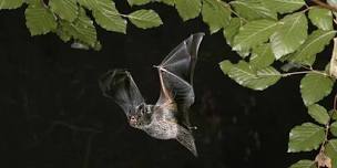 Bat Walk 10 September