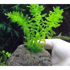 Lohaco 水草 メダカ 金魚藻 国産 アナカリス 穴あき溶岩石付 無農薬 １個 北海道航空便要保温 お買い得セット チャーム
