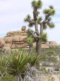Every joshua tree that you see in nature has endured the most dysfunctional environment on earth, yet it continues to grow and to thrive. Joshua Tree National Park A Plant Lovers Paradise High Plains Gardening