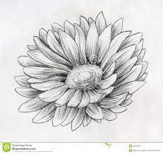 Flower Tattoo Sketch Daisy Flower Pencil Sketch Royalty Free Stock Photos Image 29816018 Flower Sketch Pencil Pencil Drawings Of Flowers Flower Sketches