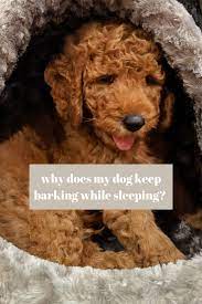 Why Does My Dog Keep Barking While Sleeping In 2021 Dog Barking Puppy Barking Dogs