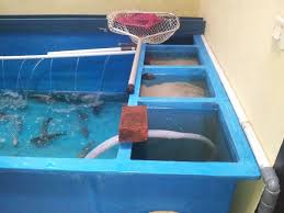 Ikan adalah hewan yang bisa dijadikan sebagai komoditas konsumsi dan juga sebagai ikan hias. Kolam Fiber Murah Berkualitas Untuk Budidaya Ikan Koi