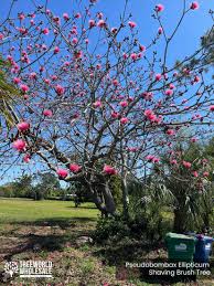 Image result for Pseudobombax