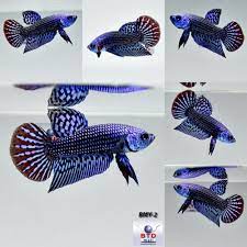 Wild Type Betta Alien Blue Red Rim Male Hybrid Bmy-02 From Thailand Ebay Betta Betta Fish Betta Aquarium