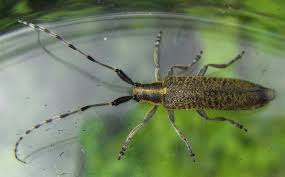 Insectes Araignees Mille Pattes Crustaces