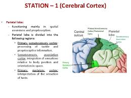 (b) the small receptive field is consistent with a role in spatial discrimination. Demo Iii Cerebral Cortex And Basal Nuclei Ali
