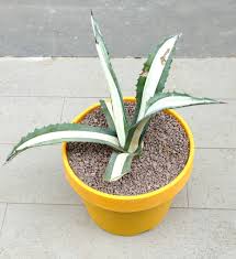 Image result for Agave americana