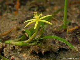 Image result for Heteranthera