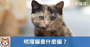 玳瑁貓是什麼貓 animals cats