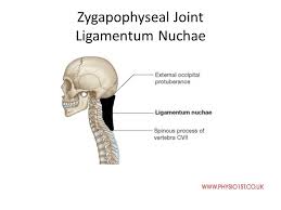 The ligamentum nuchae is a large median ligament composed of tendons and fascia located between the posterior muscles of the neck. Ligamentous Anatomy Cervical Spine Ppt Video Online Download