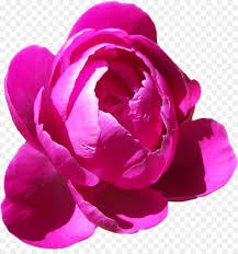 Freie kommerzielle nutzung keine namensnennung top qualität. Pfingstrose Clip Art Pfingstrosen Png Kostenlosen Download Png Herunterladen 900 943 Kostenlos Transparent Rosa Png Herunterladen