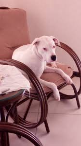 Evde Beslenebilecek Evcil Hayvan Arsiv Techturkey