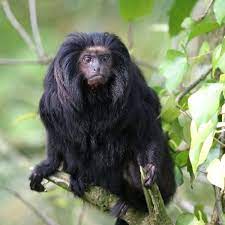 Attenborough S Ark The Black Lion Tamarin Benvironment Black Lion Primates Black Animals