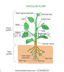 This plant group is extremely vast and diverse, from the very small and intricate to the striking and architectural. Shutterstock Puzzlepix