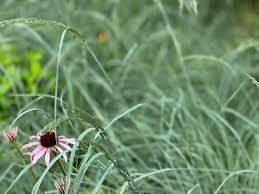 Image result for Eragrostis friesii