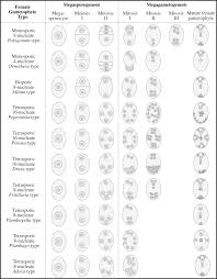 The second one is known as bisporic embryo sac and the last one is called tetrasporic embryo sac. Megasporogenesis An Overview Sciencedirect Topics