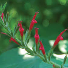It may wither in frosty areas, but gets restored during warm weather. Best Salvias That Draw The Most Hummingbirds Horticulture