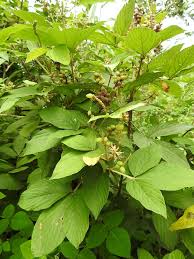 Image result for Flemingia