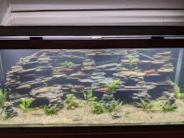 I Keep Seeing Nice Looking Faux Rock Backgrounds Made Of Foam I Decided To Make A Real One Out Of Smashed Up Slate Floor Tiles Aquariums