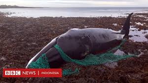 Burung ingin membantu ikan dengan cara … jawab: Paus Anjing Laut Burung Jadi Korban Peralatan Hantu Yang Dibuang Di Laut Bbc News Indonesia