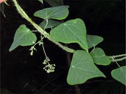 Image result for Menispermaceae