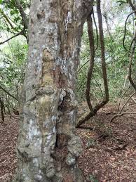 Image result for Haplocoelum foliolosum