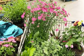 Here are some easy ways to get free plants and seeds for your garden! The Easiest Flowers To Grow And They Re Cheap Too
