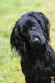 Find english springer spaniels for sale in birmingham, al on oodle classifieds. 29 Cricket Want A Be Ideas Cocker Spaniel Working Cocker Black Cocker Spaniel