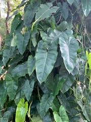 Image result for Stylochaeton borumensis