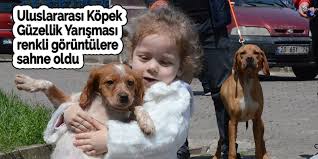 Uluslararasi Kopek Guzellik Yarismasi Renkli Goruntulere Sahne Oldu