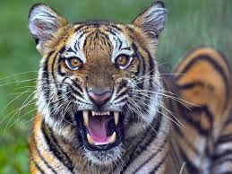 Her father, mahavir singh phogat, is a legendary coach having trained several of her family members and leading… Mp Tigress Found Dead In Panna Reserve 4th Death In 10 Days The Economic Times