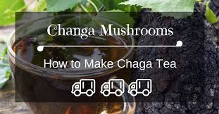 So how do you make tea and coffee out of mushrooms? How To Make Chaga Tea The Easiest Way Www Tinyplantation Com