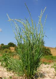 Image result for Lolium multiflorum