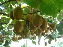 After this use a colander to water the kiwi seeds. Pin On Oils