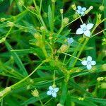 Image result for Oldenlandia herbacea