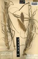 Image result for Chloris roxburghiana