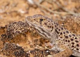 Image result for Lepidagathis andersoniana